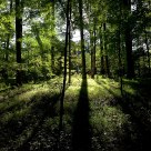 Light and shadow